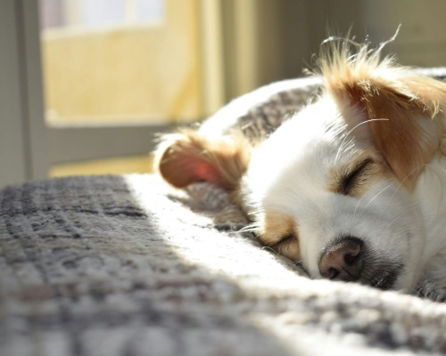 Tips to Improve Sleep Image