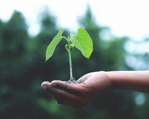 The Weight of the World – Managing Eco Anxiety Image